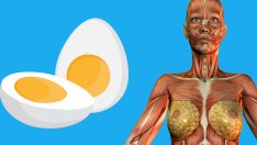 Günde 2 Yumurta Yenildiğinde Vücutta Gerçekleşenler