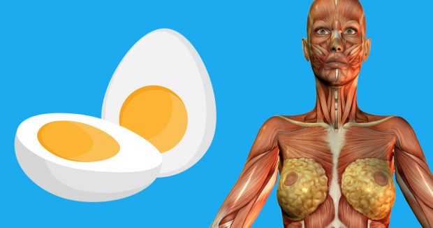 Günde 2 Yumurta Yenildiğinde Vücutta Gerçekleşenler