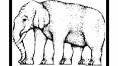 Sosyal medyayı ikiye ayıran soru! Bu filin kaç bacağı var?