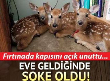 Fırtınalı havada evinin kapısını açık unuttuğunda bu sahneyle karşılaştı!