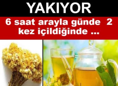 Yağ Yakan Zayıflatan Altın Otu Kürü Nasıl Yapılır