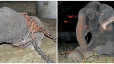 Yıllarca Bileklerinde Zincirlerle Yaşayan Fil Kurtarılınca Bakın Ne Yaptı