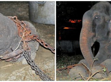 Yıllarca Bileklerinde Zincirlerle Yaşayan Fil Kurtarılınca Bakın Ne Yaptı