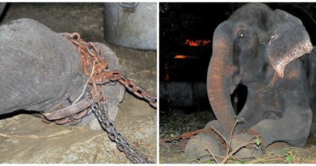 Yıllarca Bileklerinde Zincirlerle Yaşayan Fil Kurtarılınca Bakın Ne Yaptı
