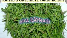 VÜCUTTAKİ MİKROPLARI KIRAR KANI TEMİZLER KANSERE KARŞI KORUR