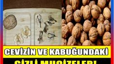 Ceviz ve Kabuğundaki Gizli Mucizeler…