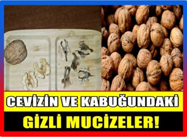 Ceviz ve Kabuğundaki Gizli Mucizeler…