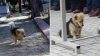 Her Gün Evden Kaçan Köpeğin Gittiği Yeri Öğrenince Gözleriniz Dolacak