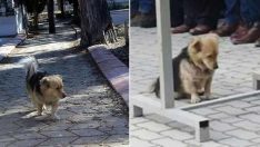 Her Gün Evden Kaçan Köpeğin Gittiği Yeri Öğrenince Gözleriniz Dolacak