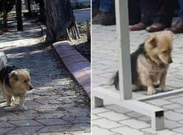 Her Gün Evden Kaçan Köpeğin Gittiği Yeri Öğrenince Gözleriniz Dolacak