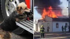 İtfaiyeciler Yangını Söndürmeye Çalışırken Köpek Eve Bakın Neden Girdi