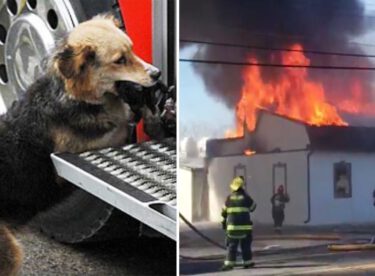 İtfaiyeciler Yangını Söndürmeye Çalışırken Köpek Eve Bakın Neden Girdi