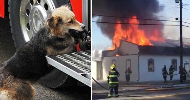 İtfaiyeciler Yangını Söndürmeye Çalışırken Köpek Eve Bakın Neden Girdi