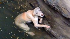 Kuyuda Mahsur Kalan Zavallı Köpek Kurtarıcısına Böyle Teşekkür Etti
