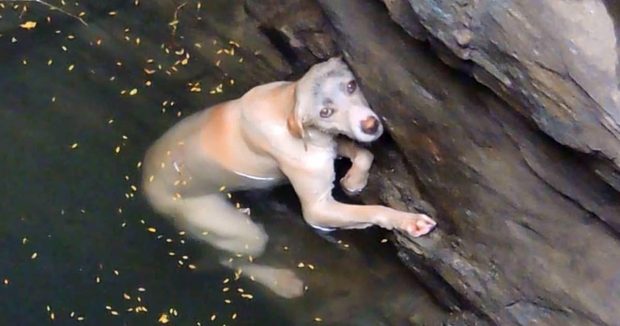 Kuyuda Mahsur Kalan Zavallı Köpek Kurtarıcısına Böyle Teşekkür Etti