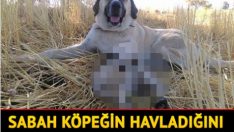 Gece doğdu, kimse sesini duymadı… Ölmesin diye sabaha kadar başında bekledi