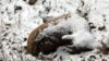 Tunceli’deki dağ keçilerinin ölüm nedeni belli oldu