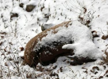 Tunceli’deki dağ keçilerinin ölüm nedeni belli oldu