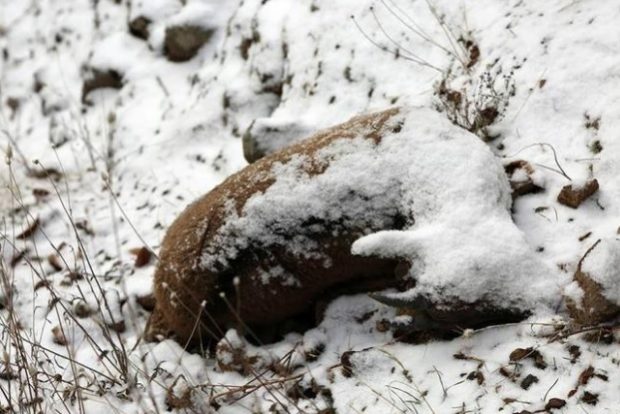 Tunceli’deki dağ keçilerinin ölüm nedeni belli oldu