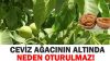 Ceviz Ağacının Dibinde Neden Oturulmaz Mutlaka Okuyun