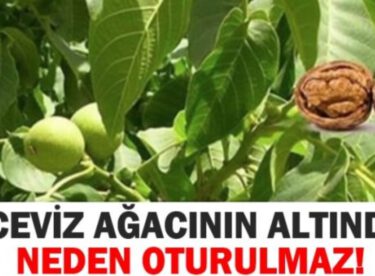 Ceviz Ağacının Dibinde Neden Oturulmaz Mutlaka Okuyun