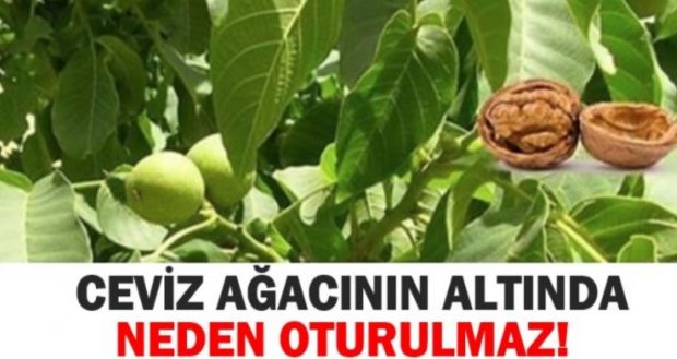 Ceviz Ağacının Dibinde Neden Oturulmaz Mutlaka Okuyun