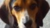 Kız Arkadaşı ‘Ya ben ya da köpeğin’ Diyerek Çocuğa Rest Çekti. Çocuğun Cevabı İse Harika Oldu!
