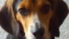 Kız Arkadaşı ‘Ya ben ya da köpeğin’ Diyerek Çocuğa Rest Çekti. Çocuğun Cevabı İse Harika Oldu!