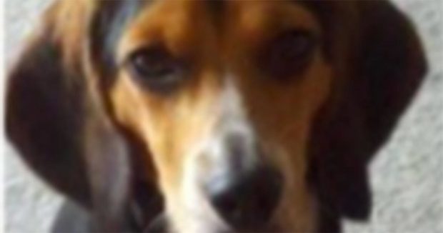 Kız Arkadaşı ‘Ya ben ya da köpeğin’ Diyerek Çocuğa Rest Çekti. Çocuğun Cevabı İse Harika Oldu!