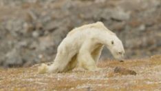 Ağlatan Görüntü: Açlıktan Ölen Kutup Ayısını İzleyince HEMEN Harekete Geçmezsek Çok Geç Olacağını Anlayacaksınız