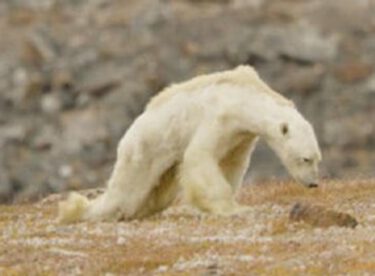 Ağlatan Görüntü: Açlıktan Ölen Kutup Ayısını İzleyince HEMEN Harekete Geçmezsek Çok Geç Olacağını Anlayacaksınız