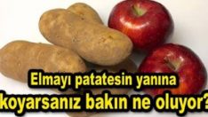 Patatesin yanına elma koyduğunuzda bakın ne oluyor?