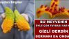 Bu Meyvenin Öyle Çok Faydası Var ki Gizli Derdin Dermanı da Onda..