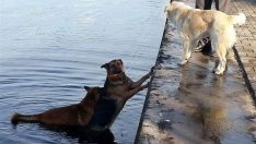 Denize düşen köpeği, peşinden atlayan köpek kurtardı!