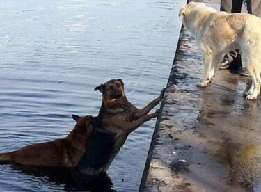 Denize düşen köpeği, peşinden atlayan köpek kurtardı!