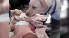 Uyuyan Bebeğe Yaklaşıp Öyle Bir Şey Yaptı Ki Herkes Şimdi Köpeği Konuşuyor
