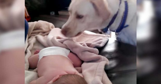 Uyuyan Bebeğe Yaklaşıp Öyle Bir Şey Yaptı Ki Herkes Şimdi Köpeği Konuşuyor