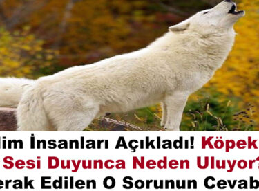 Nedeni belli oldu! Bilim insanları açıkladı! Köpekler ezan sesi duyunca neden uluyor? İşte merak edilen o sorunun cevabı…