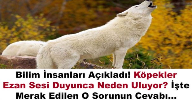 Nedeni belli oldu! Bilim insanları açıkladı! Köpekler ezan sesi duyunca neden uluyor? İşte merak edilen o sorunun cevabı…