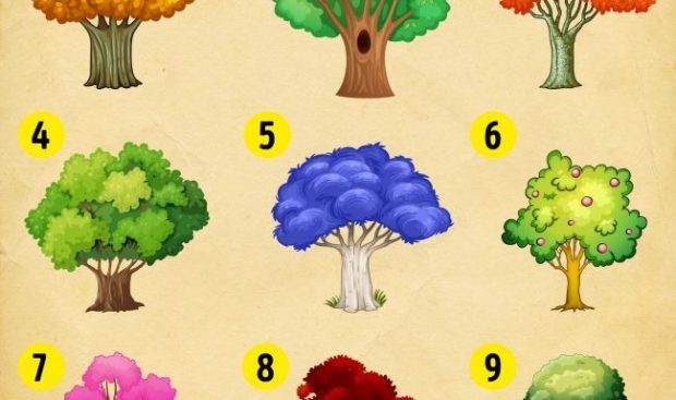 Yalnızca Bir Ağaç Seçin Ve Anlamını Okuyun! Bu Testle 2018’de Sizi Nelerin Beklediğini Öğreneceksiniz