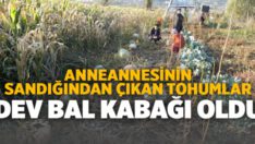 Anneannesinin Sandığından Çıkan Tohumlar Dev Bal Kabağı Oldu