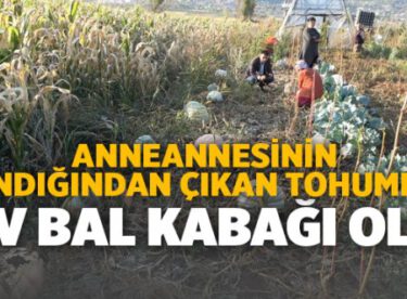 Anneannesinin Sandığından Çıkan Tohumlar Dev Bal Kabağı Oldu