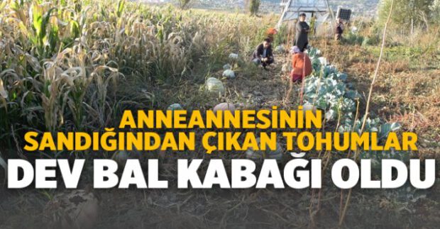 Anneannesinin Sandığından Çıkan Tohumlar Dev Bal Kabağı Oldu